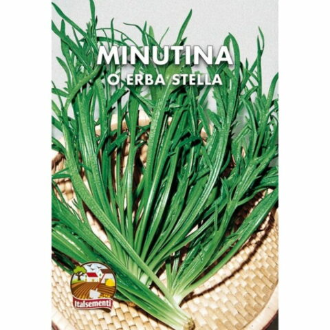 Erba stella o Minutina (Semente)