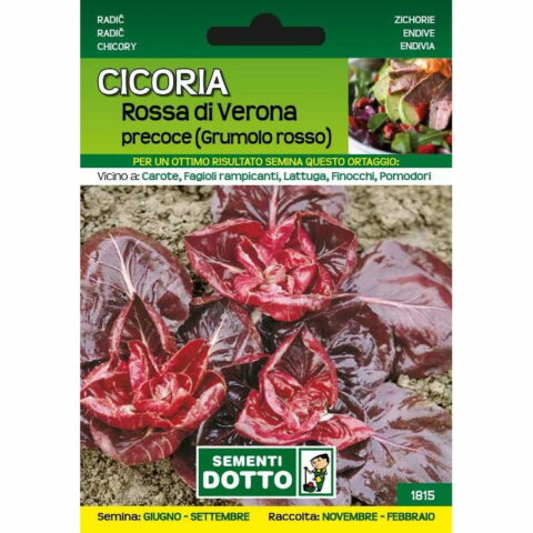 Cicoria rossa di Verona precoce grumolo rosso (Semente)