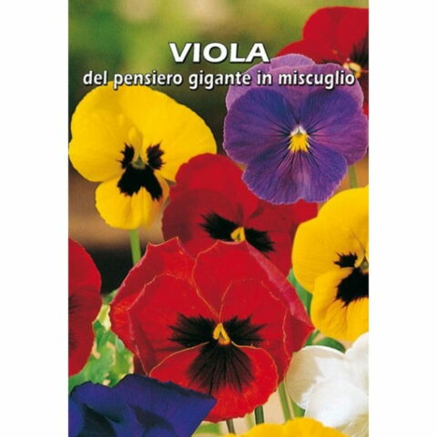 Viola del pensiero gigante in miscuglio (Semente)