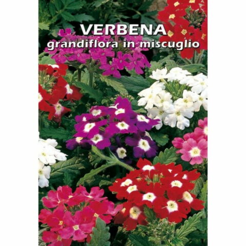 Verbena grandiflora in miscuglio (Semente)