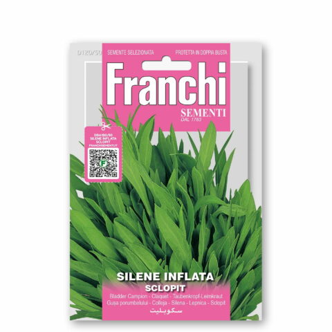 Silene inflata (Semente)