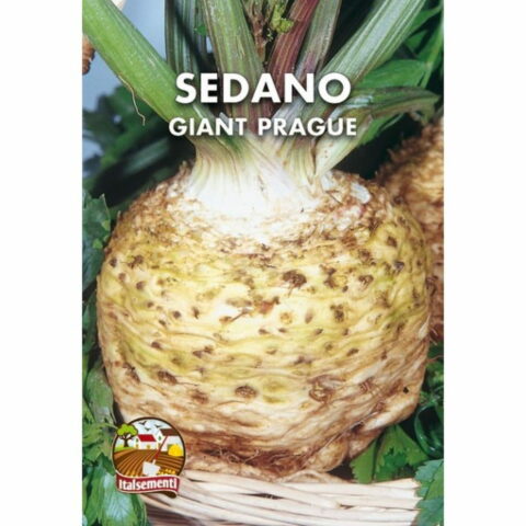 Sedano Giant Prague (Semente)
