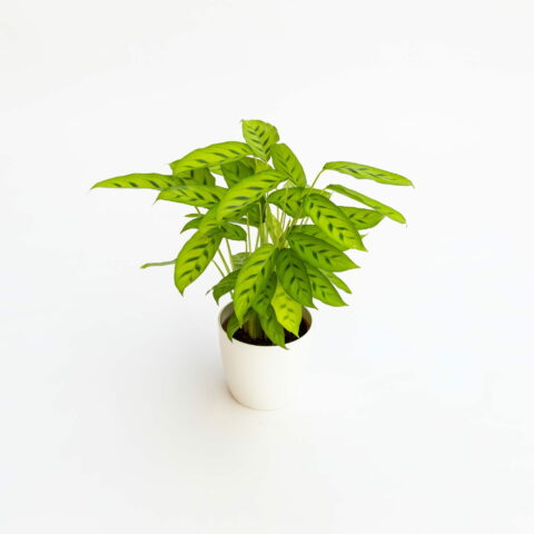Calathea "Leopardina"