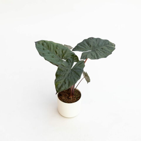Alocasia "Yucatan Princess"