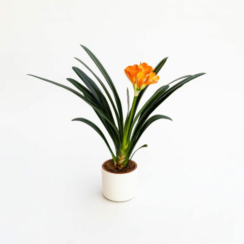 Clivia miniata