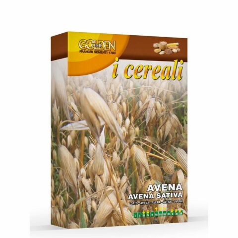 Avena (Semente in scatola gr 100)