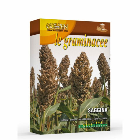 Saggina (Semente in scatola gr 100)