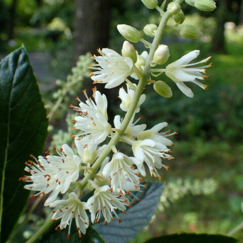 Clethra alnifolia "Hummingbird"