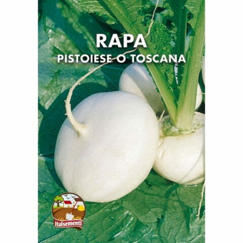 Rapa Pistoiese o Toscana (Semente)