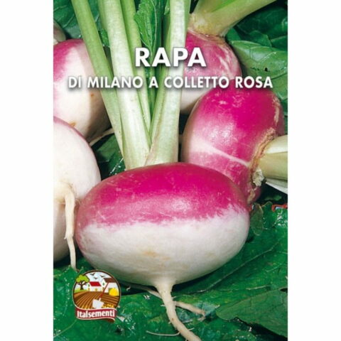 Rapa di Milano Bianca a Colletto Rosa (Semente)