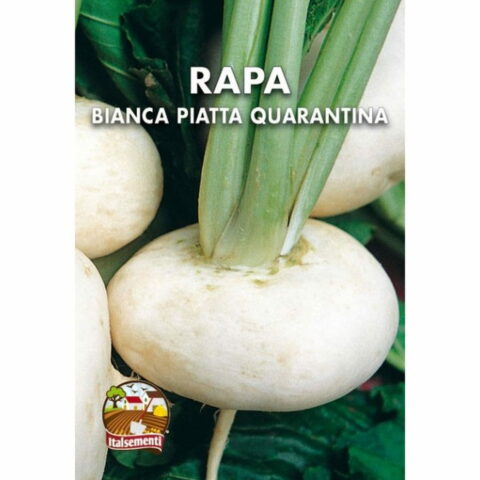 Rapa bianca piatta Quarantina (Semente)