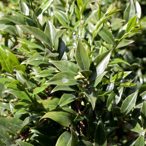 Sarcococca confusa