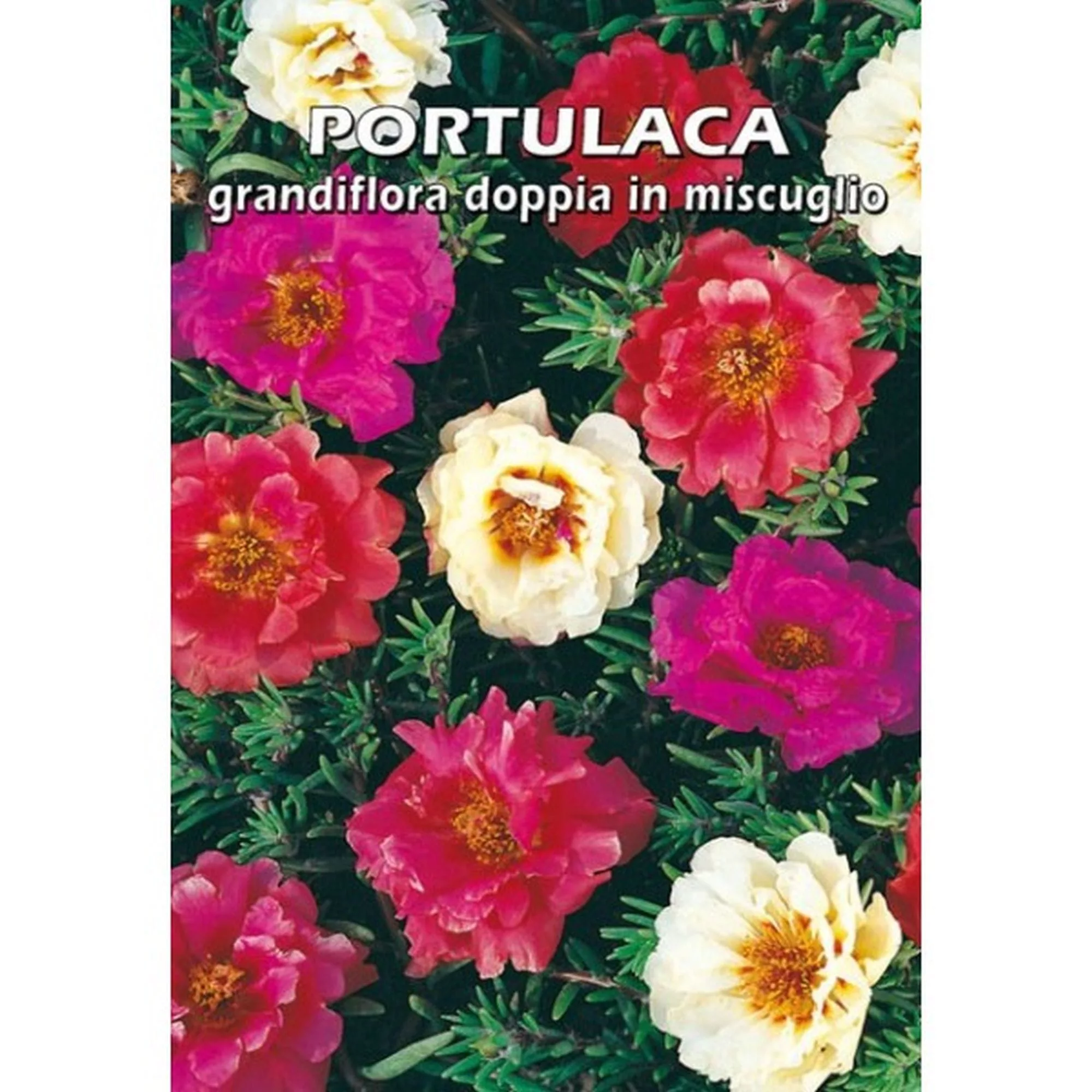 Portulaca grandiflora doppia in miscuglio (Semente)