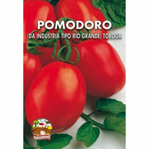 Pomodoro Rio Grande (Semente)