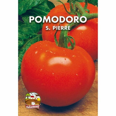Pomodoro Saint Pierre (Semente)