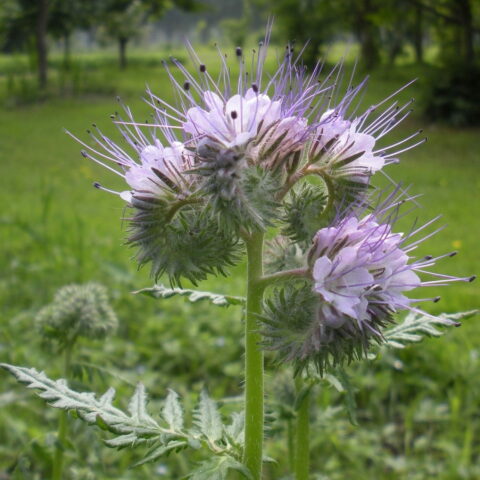 Phacelia tanacetifolia