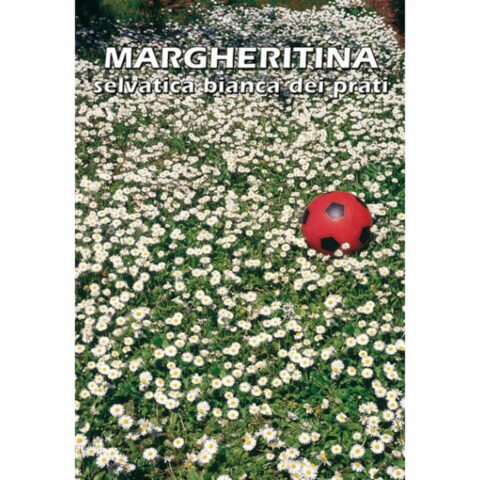 Margheritina selvatica bianca dei prati (Semente)