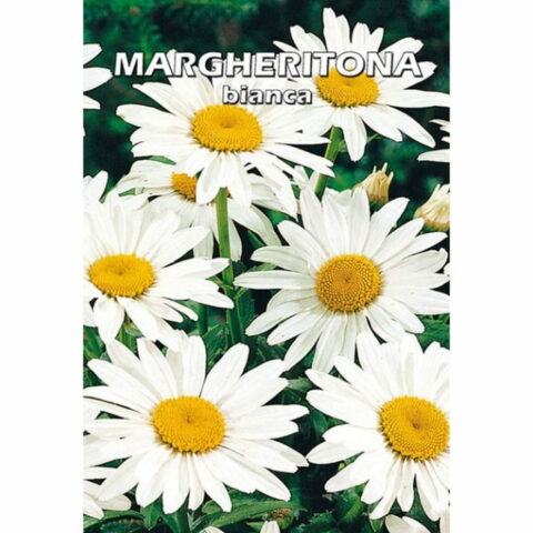 Margheritona bianca (Semente)