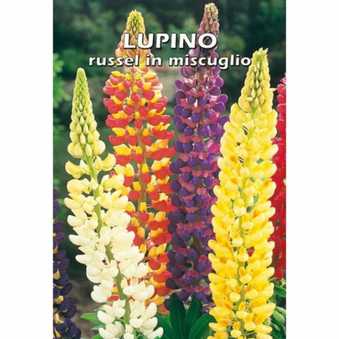 Lupino russel in miscuglio (Semente)