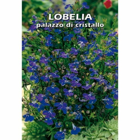 Lobelia nana Palazzo di Cristallo (Semente)