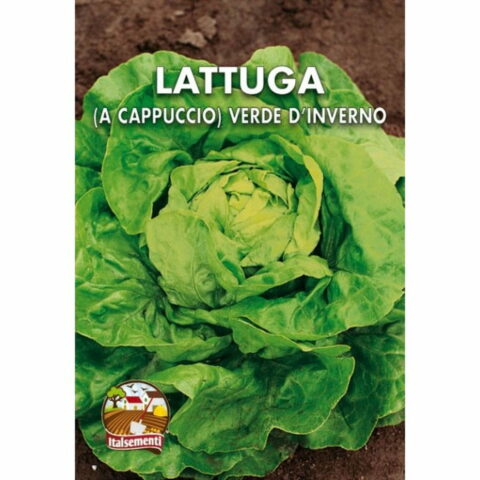 Lattuga verde d'Inverno (Semente)