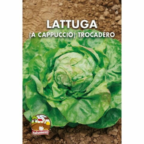 Lattuga Trocadero (Semente)