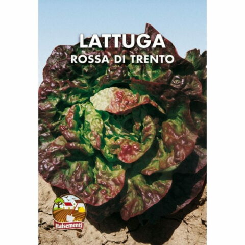 Lattuga rossa di Trento (Semente)
