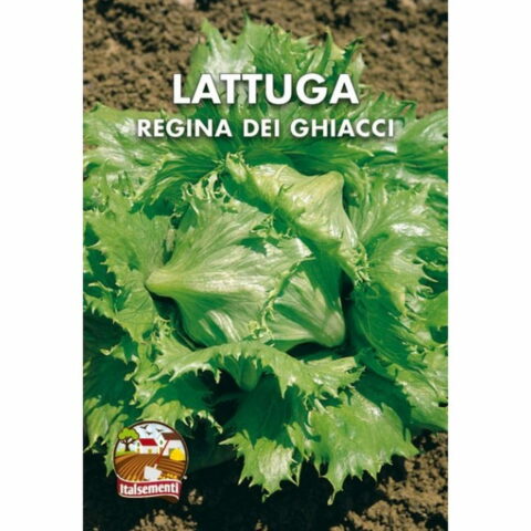 Lattuga regina dei ghiacci (Semente)