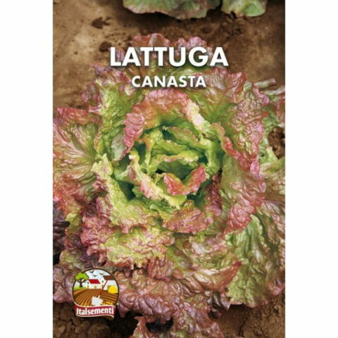 Lattuga Canasta (Semente)