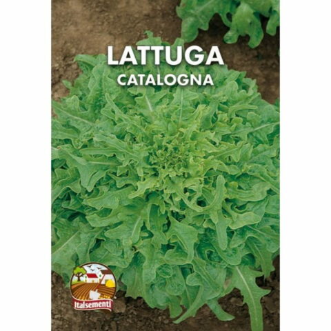 Lattuga catalogna o Cerbiatta (Semente)
