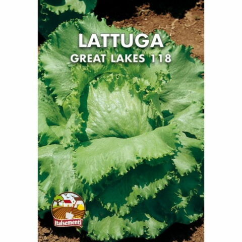 Lattuga Grandi Laghi 118 (Semente)