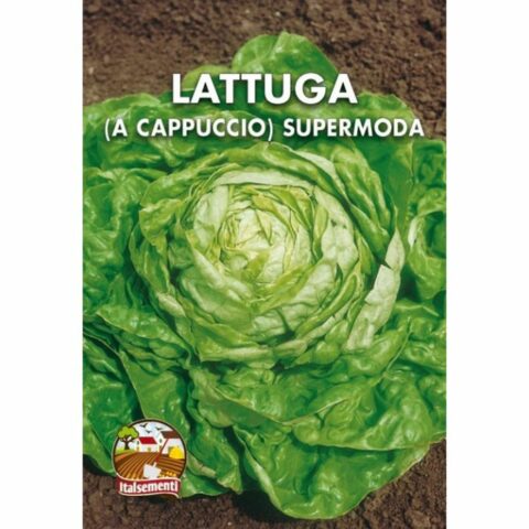 Lattuga a Cappuccio Supermoda (Semente)