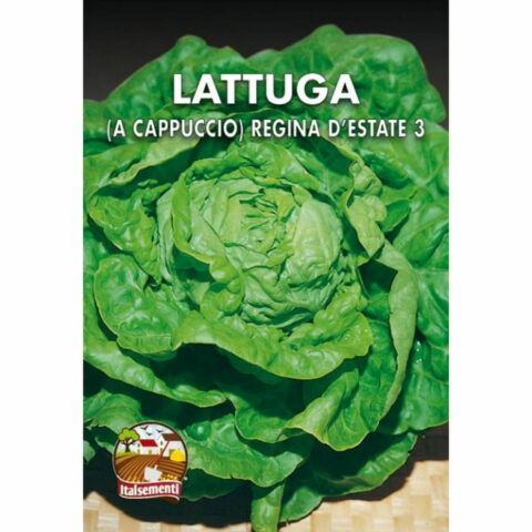 Lattuga a Cappuccio Regina d'Estate 2 (Semente)