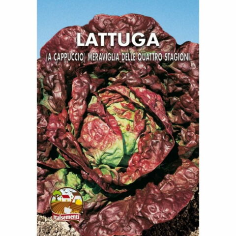 Lattuga a Cappuccio Meraviglia delle Quattro Stagioni (Semente)