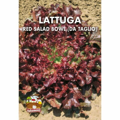 Lattuga "Red Salad Bowl" (Semente)