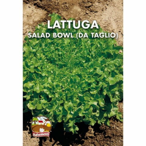 Lattuga "Salad Bowl" (Semente)