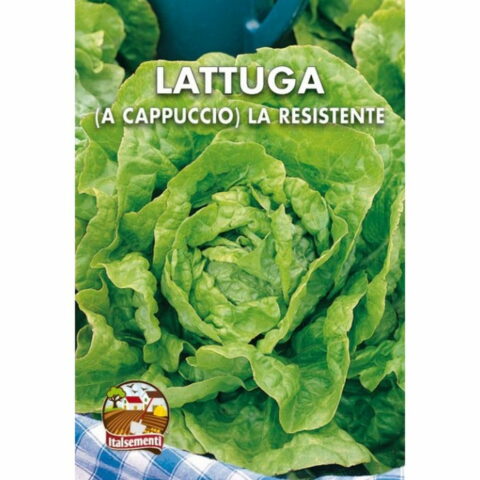 Lattugaa Cappuccio "La Resistente" (Semente)