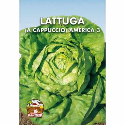 Lattuga a Cappuccio America (Semente)