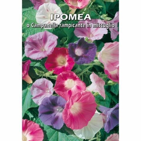 Ipomea in miscuglio (Semente)