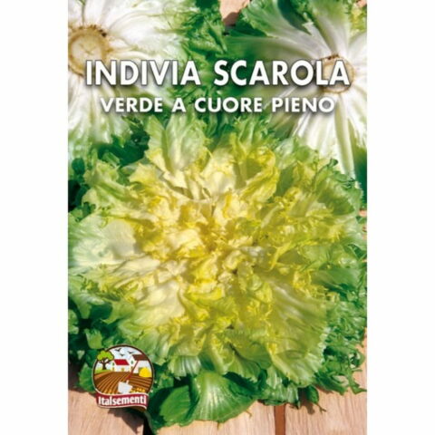 Indivia Scarola verde a cuore pieno (Semente)