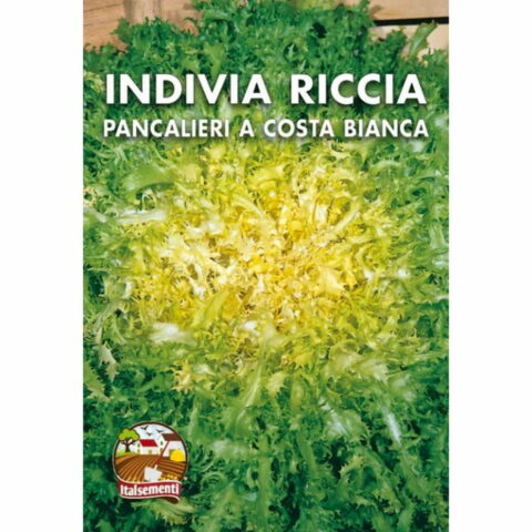 Indivia Scarola Riccia Pancalieri a costa bianca (Semente)