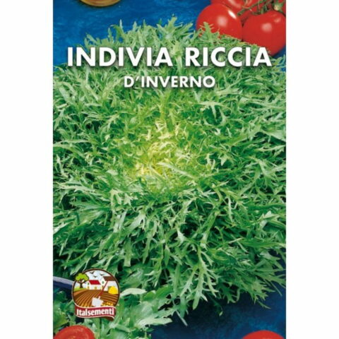 Indivia Scarola Ricciad'Inverno (Semente)