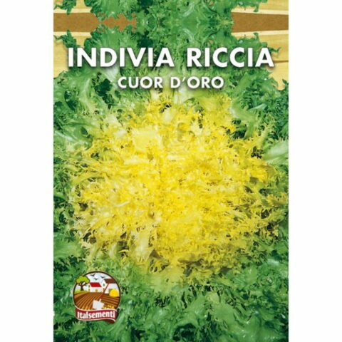 Indivia Scarola Riccia a cuore doro (Semente)