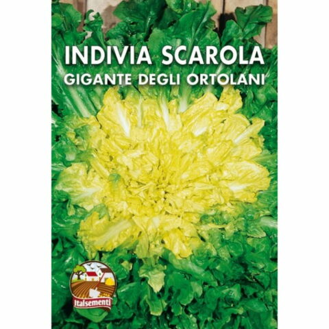 Indivia Scarola gigante degli ortolani (Semente)