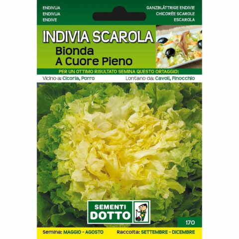 Indivia Scarola bionda a cuore pieno (Semente)