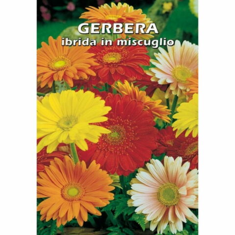 Gerbera ibrida in miscuglio (Semente)