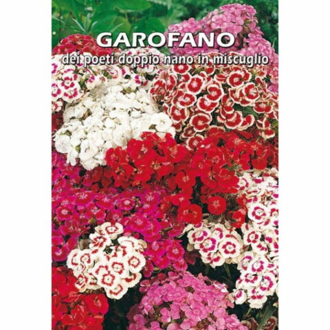 Garofano dei poeti doppio nano in miscuglio (Semente)