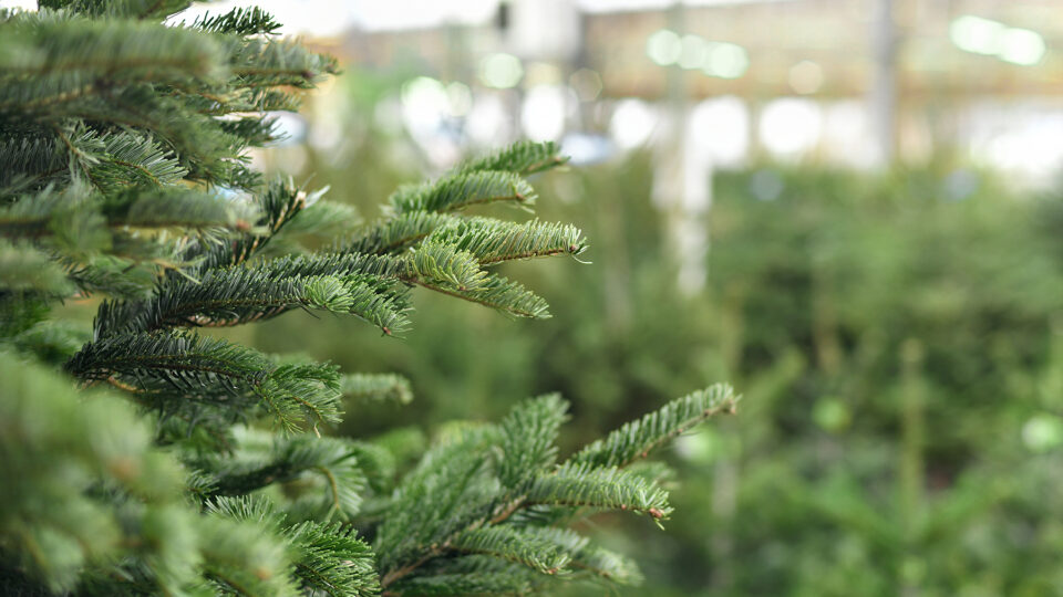 cura albero di natale