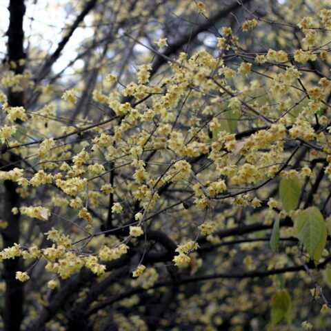 Calicanto d'inverno