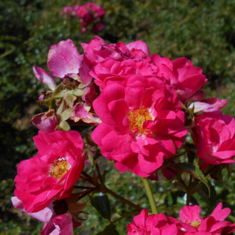 Heidetraum